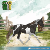Horse Color:Liver Chestnut Tobiano 