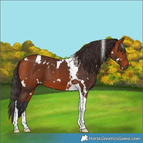 Horse Color:White Spotted Bay Tobiano 