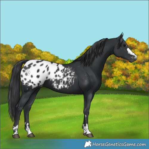 Horse Color:Black Appaloosa