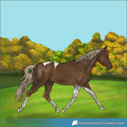Horse Color:Chocolate Palomino Tobiano 