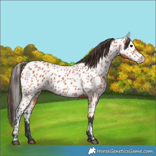 Horse Color:Bay Appaloosa 
