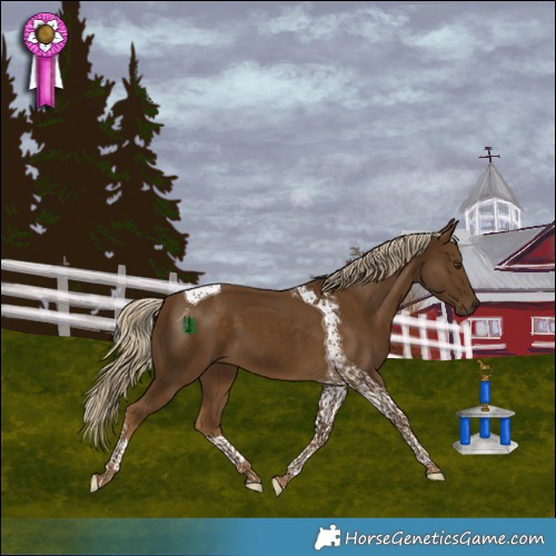 Horse Color:Chocolate Palomino Tobiano 