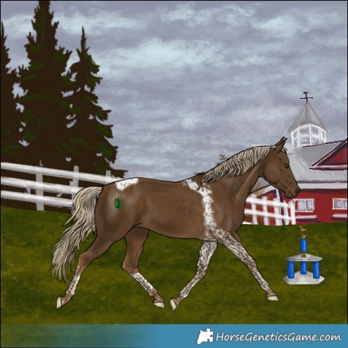 Horse Color:Chocolate Palomino Tobiano 
