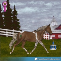 Horse Color:Chocolate Palomino Tobiano 