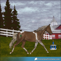 Horse Color:Chocolate Palomino Tobiano