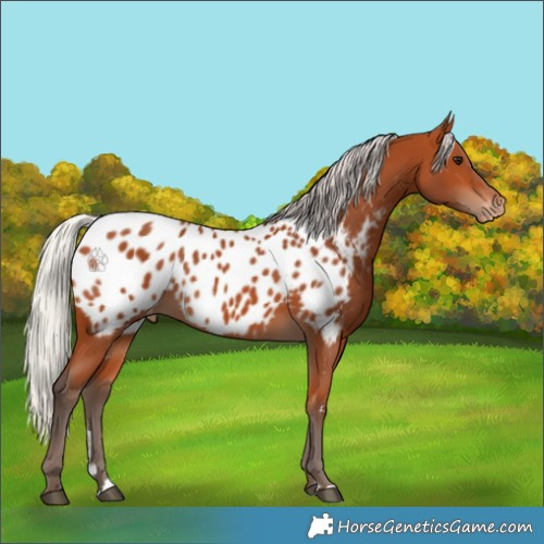 Horse Color:Silver Bay Near Leopard