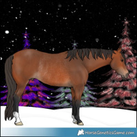 Horse Color:Bay Rabicano 