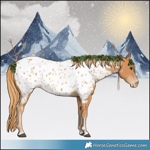 Horse Color:Chestnut Appaloosa