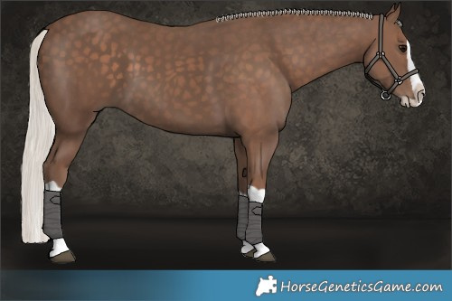 Horse Color:Silver Black Splash 