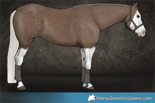 Horse Color:Silver Black Splash