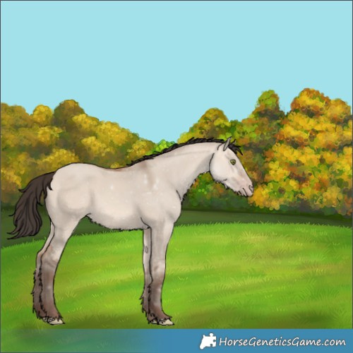 Horse Color:Amber Champagne Dun Rabicano 