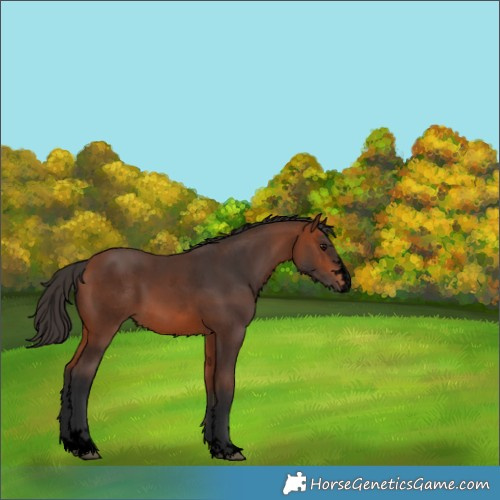 Horse Color:Void Bay 