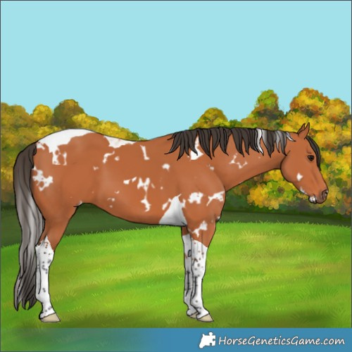 Horse Color:White Spotted Bay Tobiano 