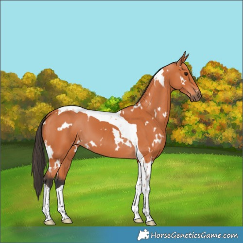 Horse Color:White Spotted Bay Tobiano 