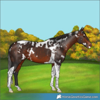 Horse Color:White Spotted Bay Tobiano Skewed Appaloosa 