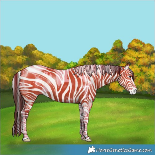 Horse Color:White Spotted Bay Tobiano 