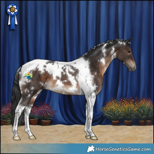 Horse Color:White Spotted Brown Tobiano 