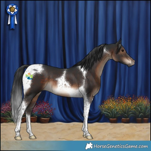 Horse Color:Brown Tobiano 