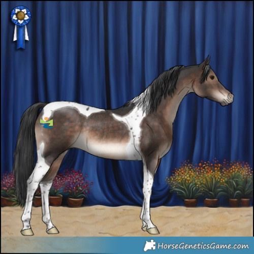 Horse Color:Brown Tobiano Rabicano 