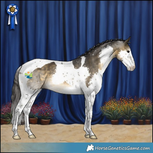 Horse Color:Buckskin Splash Tobiano 