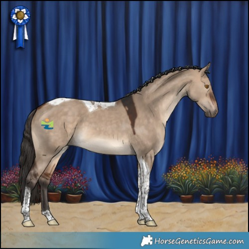 Horse Color:Bay Dun Tobiano 
