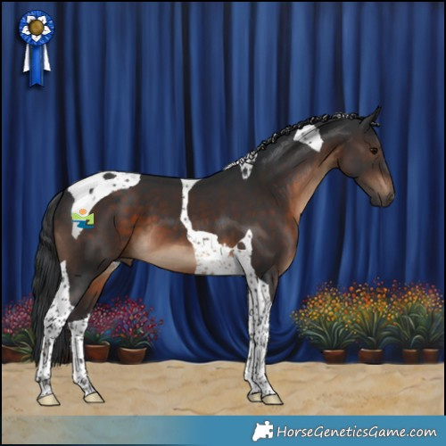Horse Color:Brown Tobiano 