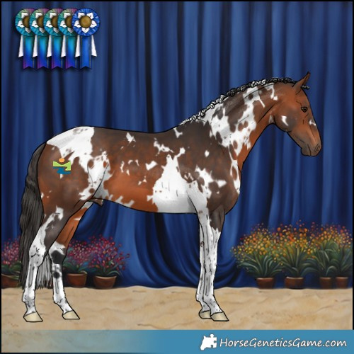 Horse Color:White Spotted Bay Tobiano 