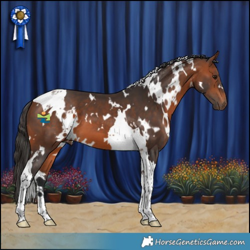 Horse Color:White Spotted Bay Tobiano 