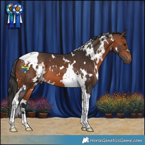 Horse Color:White Spotted Bay Tobiano 