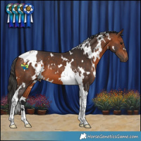 Horse Color:White Spotted Bay Tobiano 