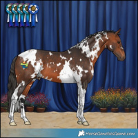 Horse Color:White Spotted Bay Tobiano 