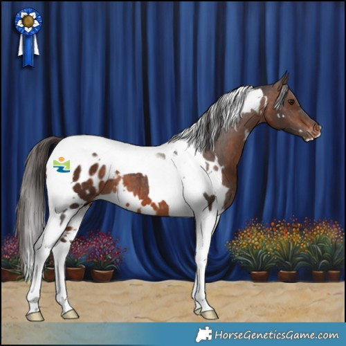 Horse Color:White Spotted Brown Tobiano Appaloosa 