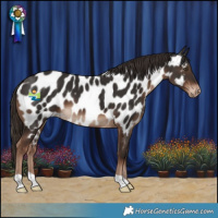 Horse Color:Liver Chestnut Near Leopard 