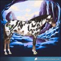 Horse Color:Liver Chestnut Appaloosa