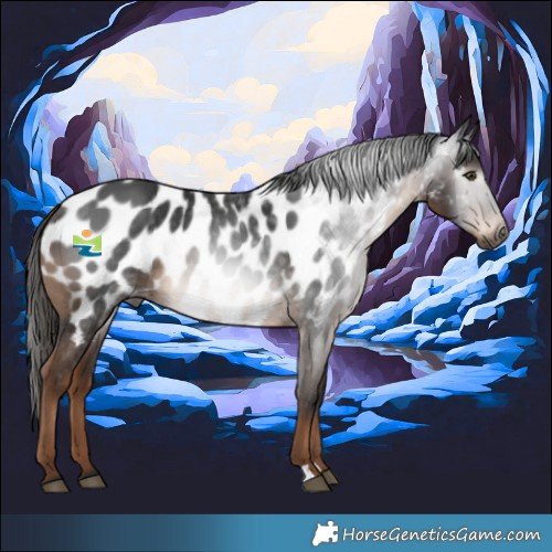 Horse Color:Gray Liver Chestnut Appaloosa 
