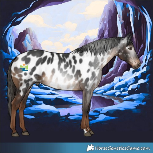 Horse Color:Gray Liver Chestnut Appaloosa 