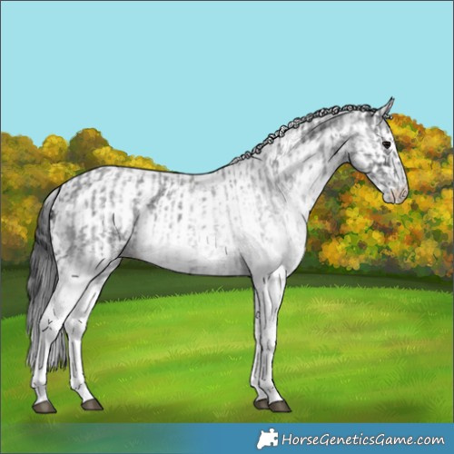 Horse Color:White Spotted Blue Roan Rabicano and White Spotted Blue Roan Rabicano