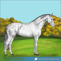 Horse Color:White Spotted Blue Roan Rabicano  and White Spotted Blue Roan Rabicano 