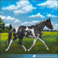 Horse Color:White Spotted Black Tobiano 