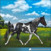 Horse Color:White Spotted Black Tobiano 