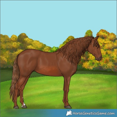 Horse Color:Chestnut 