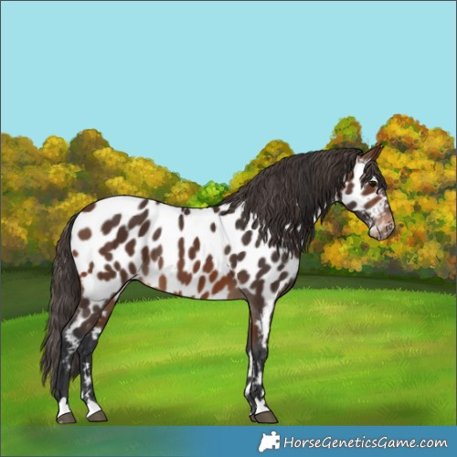 Horse Color:Brown Appaloosa 