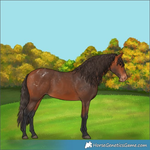 Horse Color:Bay Appaloosa 