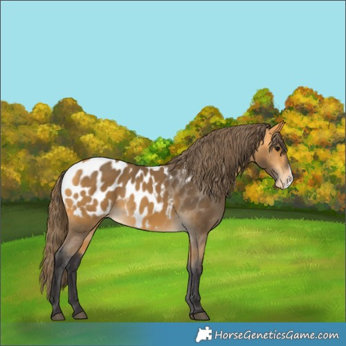 Horse Color:Buckskin Frame Appaloosa 