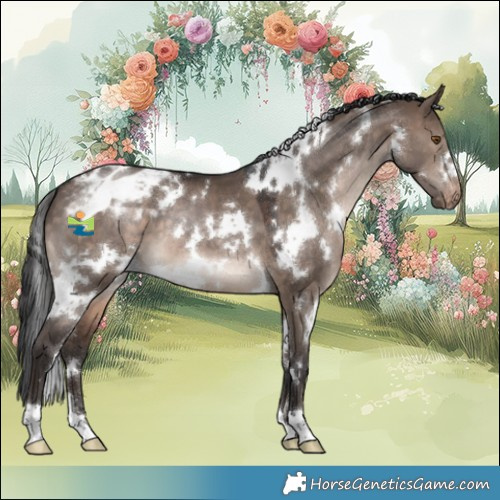 Horse Color:White Spotted Brown Dun Appaloosa