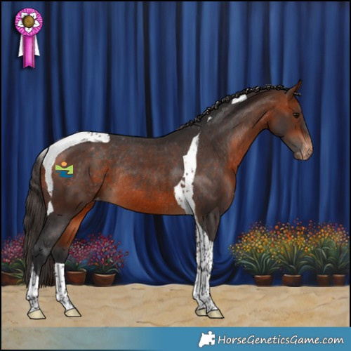 Horse Color:Bay Tobiano Appaloosa Rabicano 