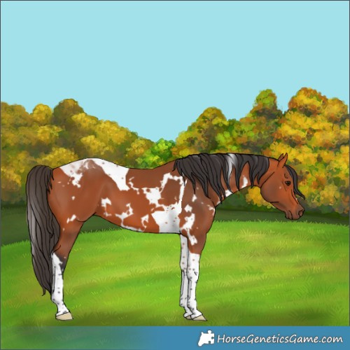 Horse Color:White Spotted Bay Tobiano 