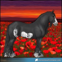 Horse Color:Black  and Black Frame 