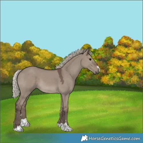 Horse Color:Silver Grullo 