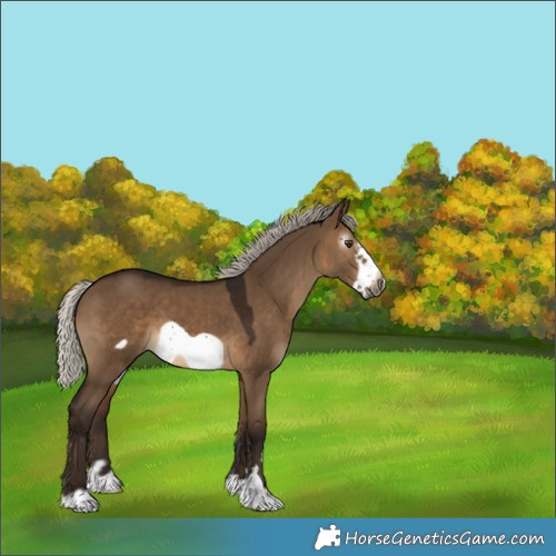 Horse Color:Gray Silver Bay Dun Frame 